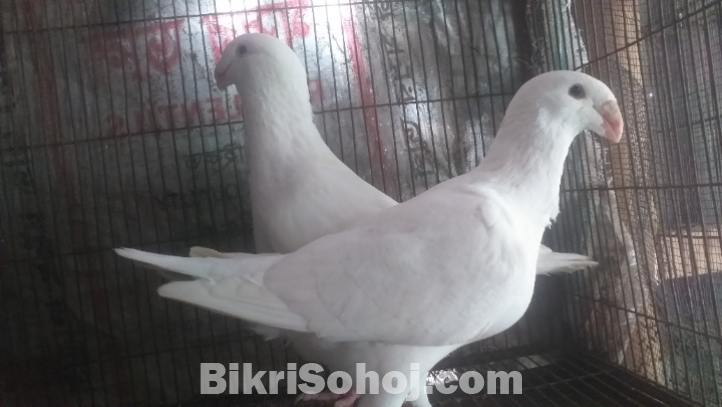 White beuti humair pair
